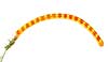 DL-2W-150-120V ORANGE 13mm